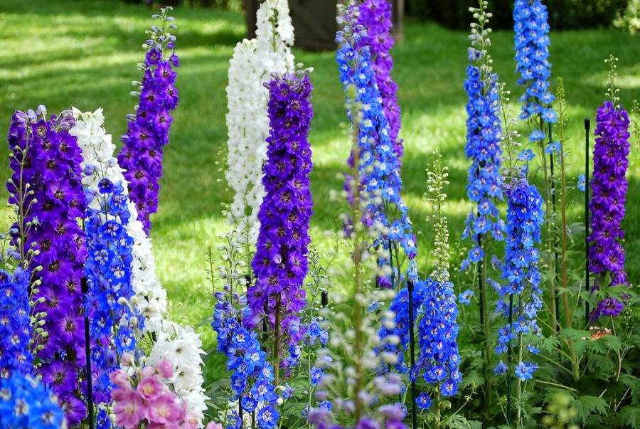 Gói 50 Hạt Giống Hoa Phi Yến Nhiều Màu - Nanuseeds