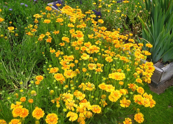 Gói 0.5GR hạt giống hoa Phòng Phòng Vàng