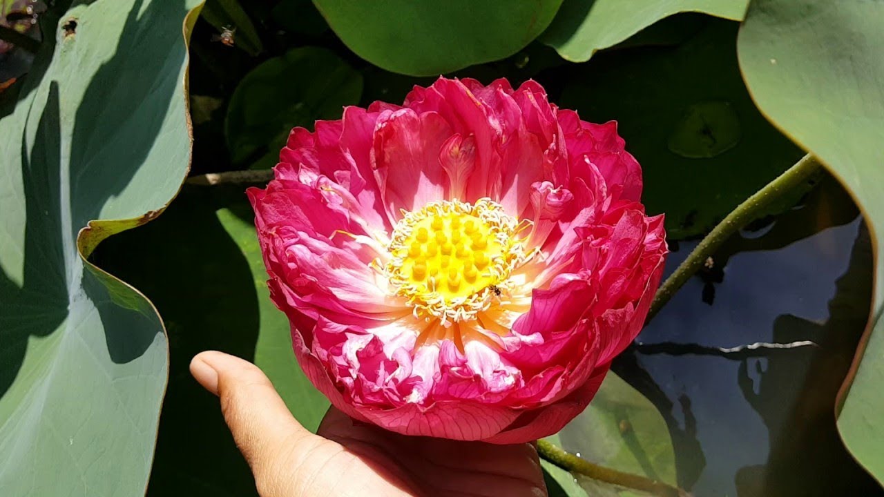 Gói 5 hạt giống sen bách diệp - sen quan âm màu đỏ