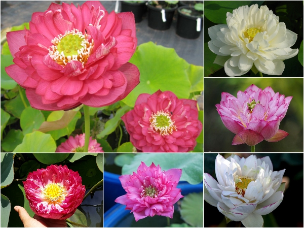 Gói 5 hạt giống sen bách diệp - sen quan âm màu đỏ