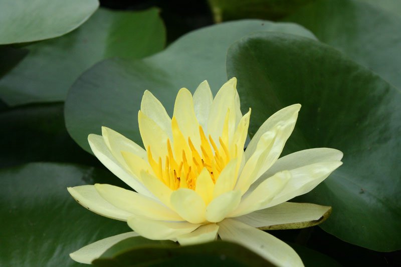 Gói 5 hạt giống sen bách diệp - sen quan âm màu đỏ