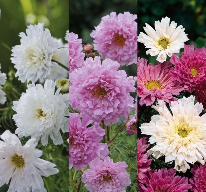 Gói 0.2GR hạt giống hoa Sao Tím Kép Nhiều Màu