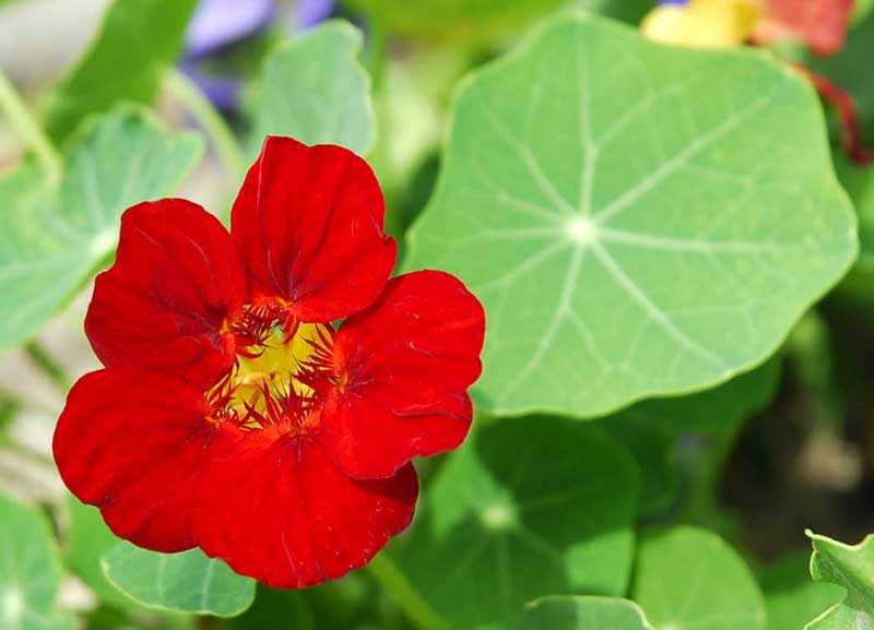 Gói 1GR hạt giống hoa Sen Cạn Nhiều Màu (Dây leo)