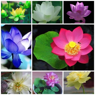 Gói 5 hạt giống sen mini Nhật màu XANH LÁ