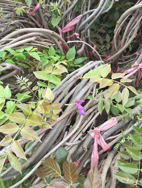 Tử Đằng thân leo dài 4m