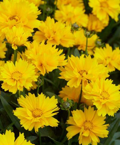 Gói 0.5GR hạt giống hoa Phòng Phòng Vàng