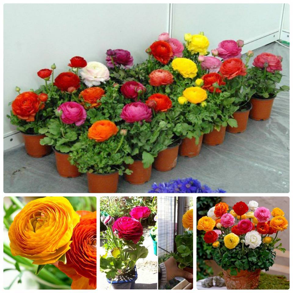 Gói 20 Hạt Giống Hoa Hồng Ri Ba Tư Nhiều Màu - NanuSeeds