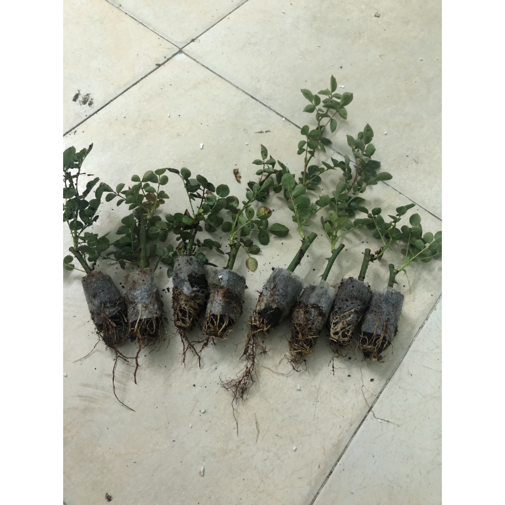 Combo 5 cây hoa hồng tezza siêu bông(giâm cành, rễ bầu cây khỏe)- mua 5 tặng 1