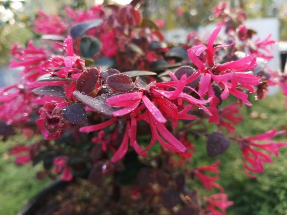 Cây hồng phụng, cây kiểng đẹp, lạ - cây cảnh quan, sân vườn - Loropetalum