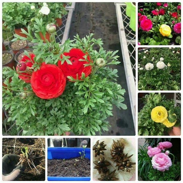 Gói 20 Hạt Giống Hoa Hồng Ri Ba Tư Nhiều Màu - NanuSeeds