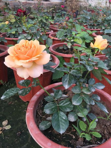 Hồng chậu Tezza siêu nụ