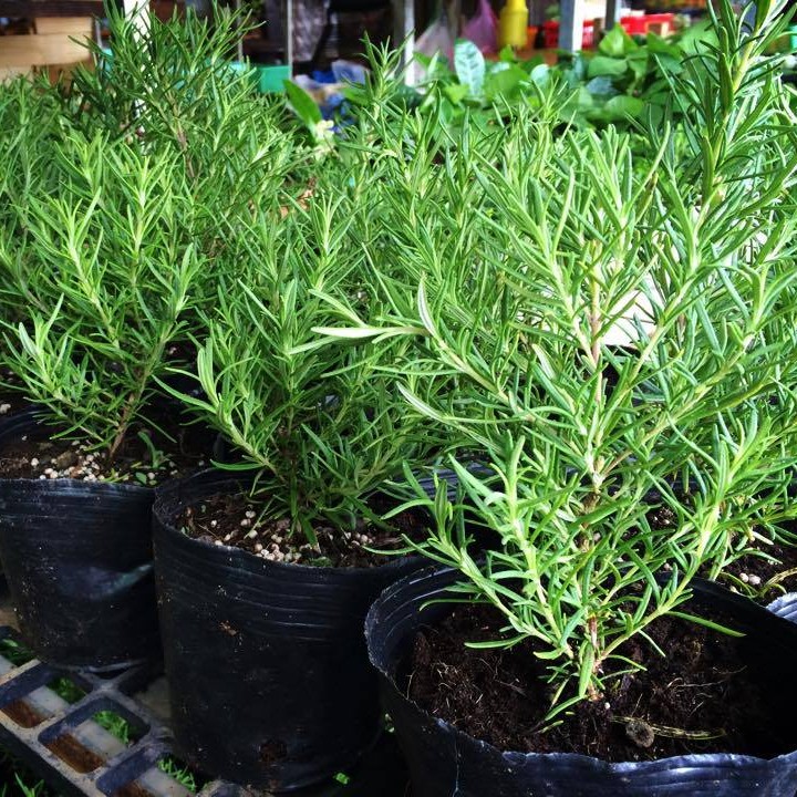 Chậu cây hương thảo - Rosemary - Rosmarinus officinalis