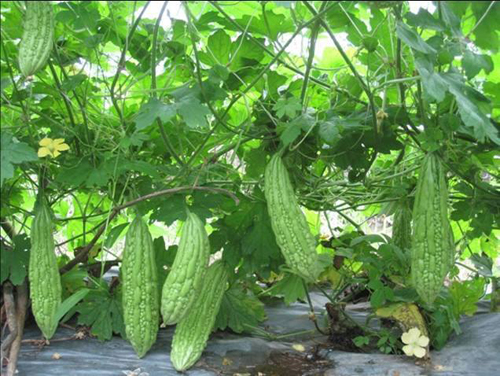 Gói 10g hạt giống khổ qua xanh nhạt