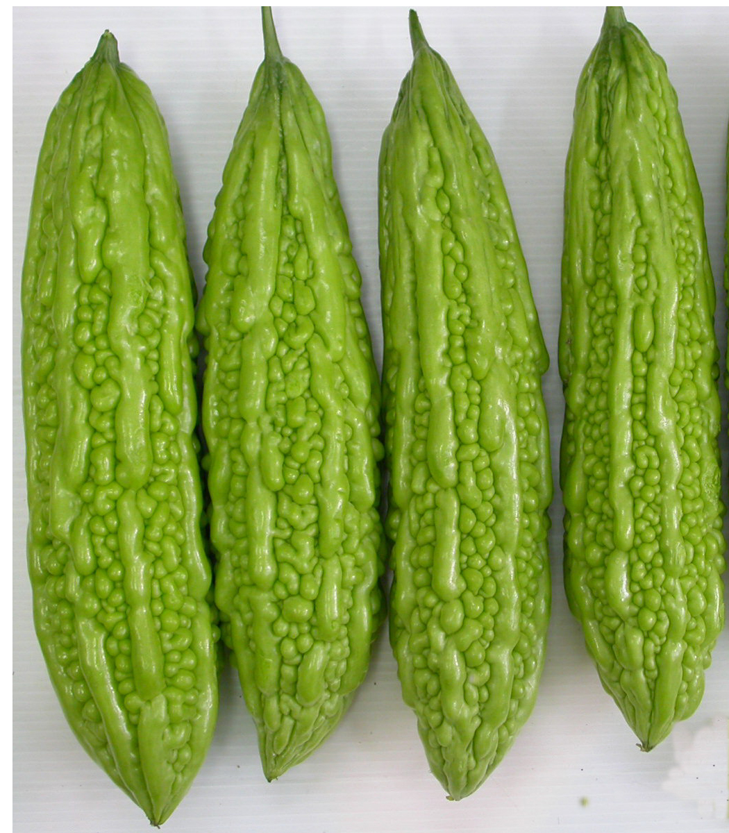 Gói 1g hạt giống khổ qua F1 - trái lớn xanh nhạt