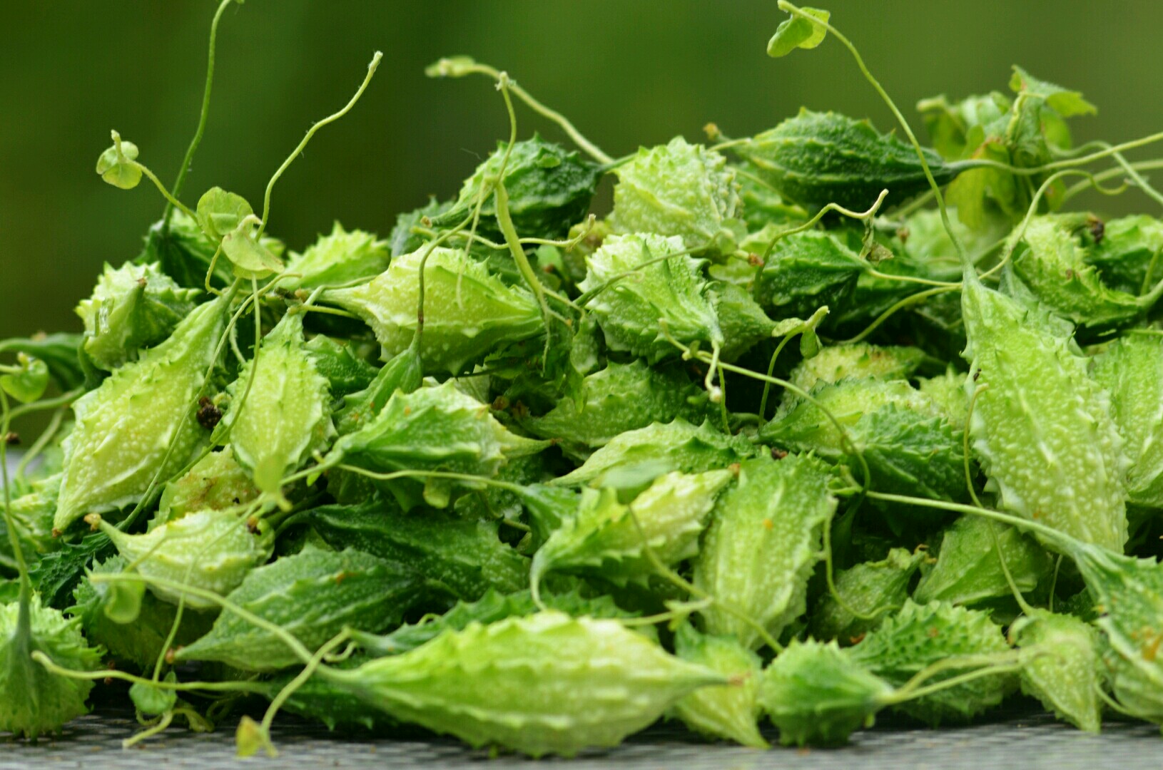 Gói 2g hạt giống khổ qua rừng