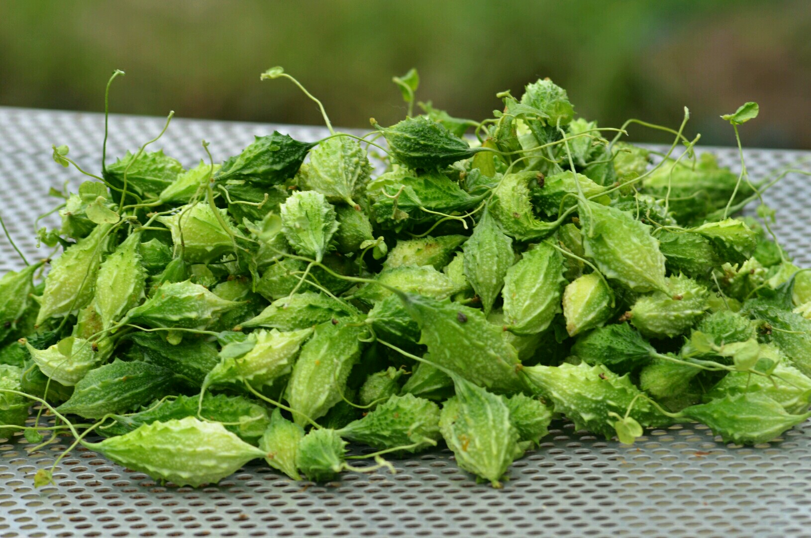 Gói 2g hạt giống khổ qua rừng