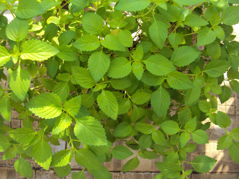 Gói 2g hạt giống kinh giới