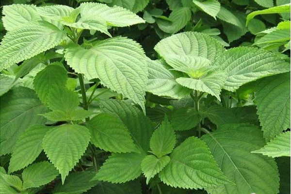 Gói 2g hạt giống kinh giới