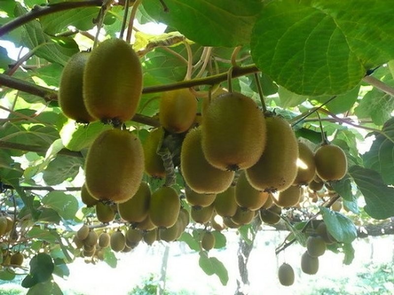 Gói 30 hạt giống KIWI ruột xanh