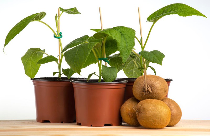 Gói 30 hạt giống KIWI ruột xanh