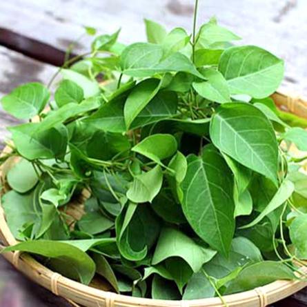 Chậu cây lá giang sum suê