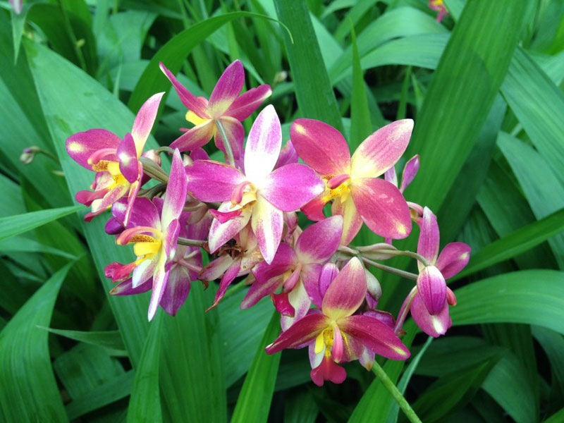 Cây lan chu đinh, lan lá cau - Cây có hoa đẹp - Cây cảnh quan, sân vườn - Giao cây sắp hoa