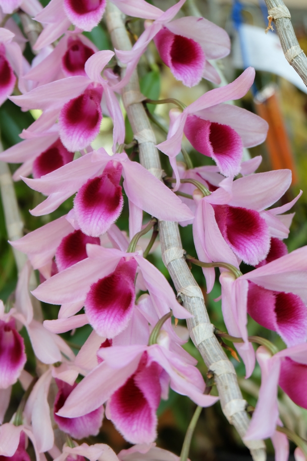 Lan Long Tu Lai Giả Hạc - Cây mầm gốc năm 2 đang phát mạnh