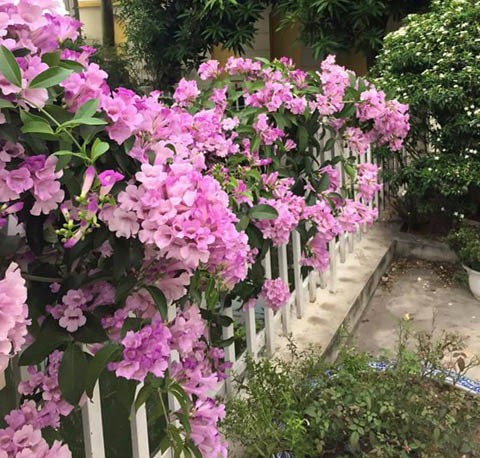 Cây giống Lan Lá Tỏi - Dây Ánh hồng leo - Cây Lý Tím - Cây Bâng Khuâng xuất xứ Mê-xi-cô - Bignonia floribunda Hort