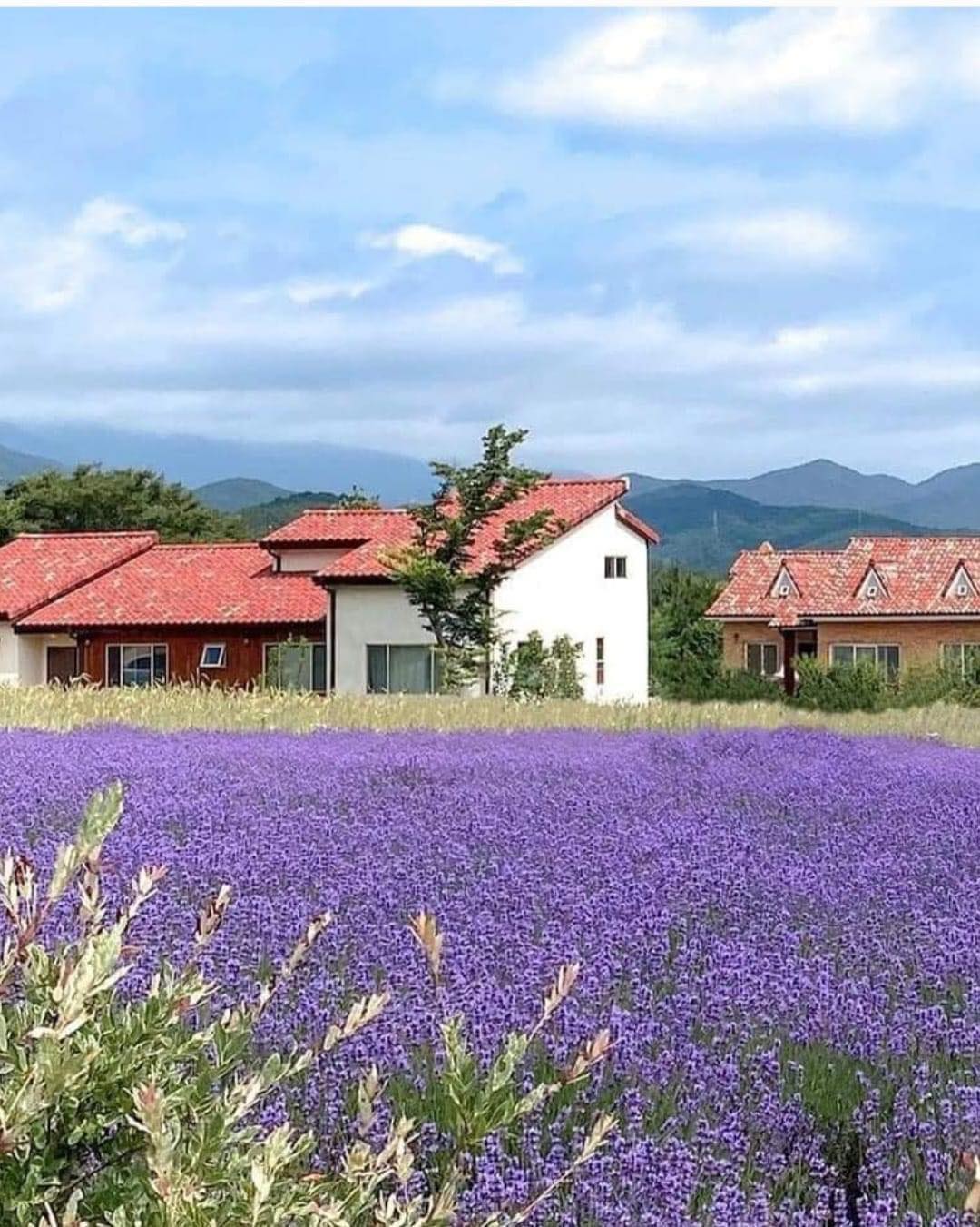Chậu cây Lavender Costa - Oải hương cho hoa tím