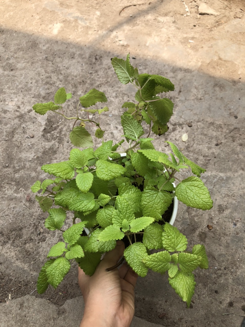 Chậu cây Bạc Hà Chanh Sả - Lemon Balm