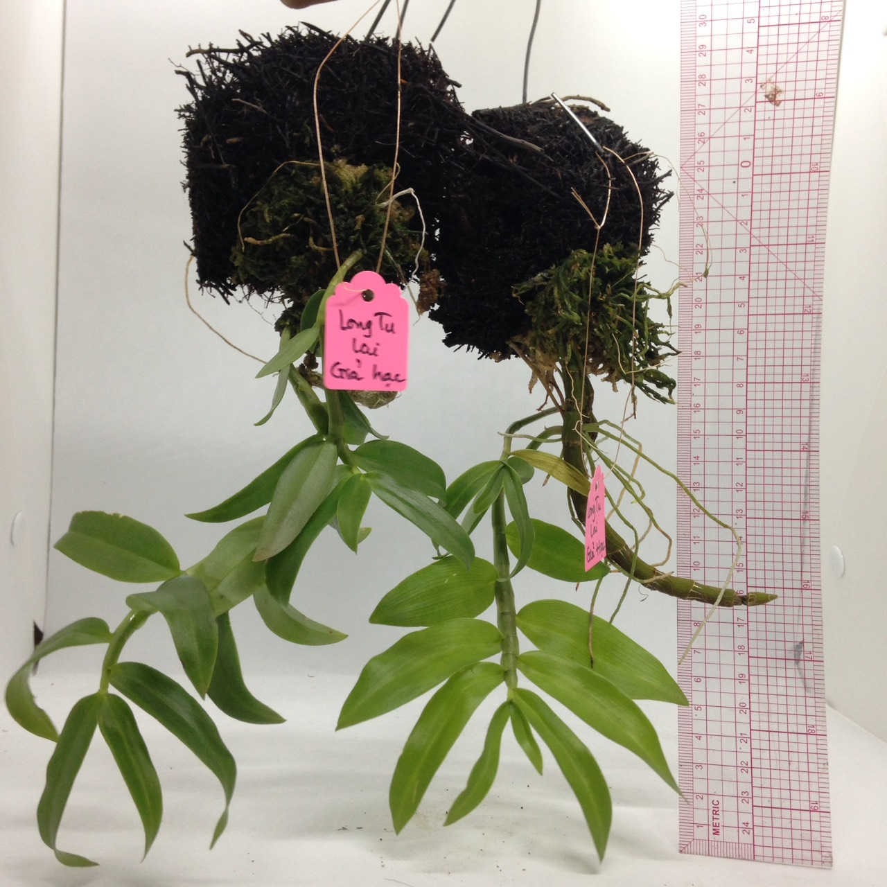 Lan Long Tu Lai Giả Hạc - Cây mầm gốc năm 2 đang phát mạnh