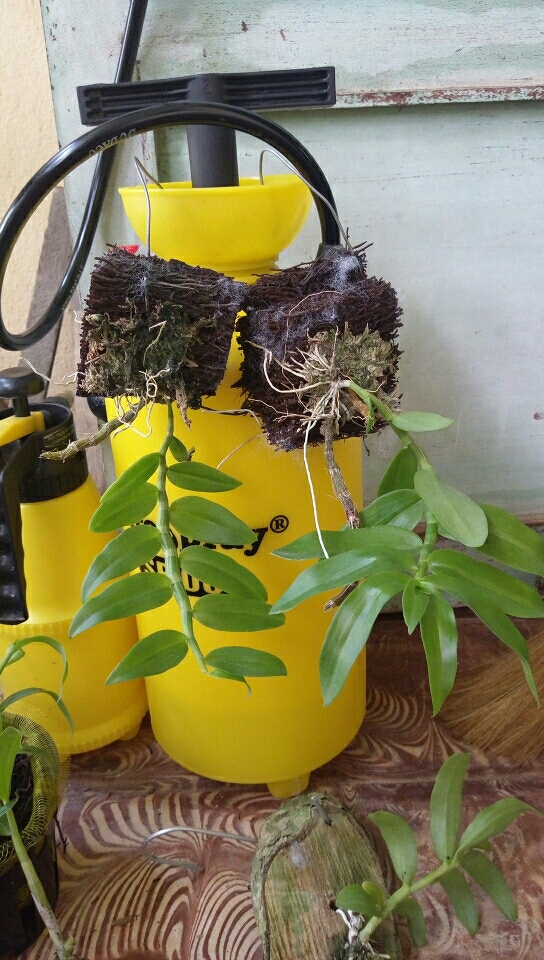 Lan Long Tu Lai Giả Hạc - Cây mầm gốc năm 2 đang phát mạnh