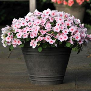 Gói 10 hạt giống mai địa thảo Impatiens Cherry Splash Hybrid