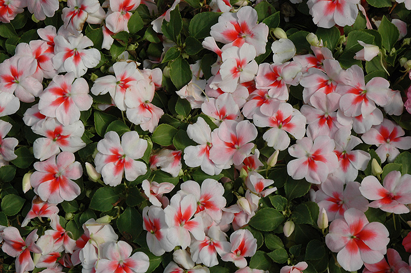 Gói 10 hạt giống mai địa thảo Impatiens Cherry Splash Hybrid