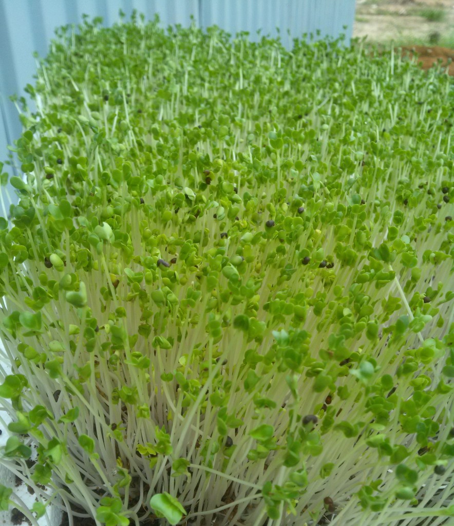 Gói 1Kg Hạt Giống Rau Mầm Bông Cải Xanh_ Thế Giới Rau Mầm