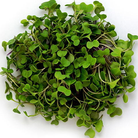 Gói 1Kg Hạt Giống Rau Mầm Bông Cải Xanh_ Thế Giới Rau Mầm