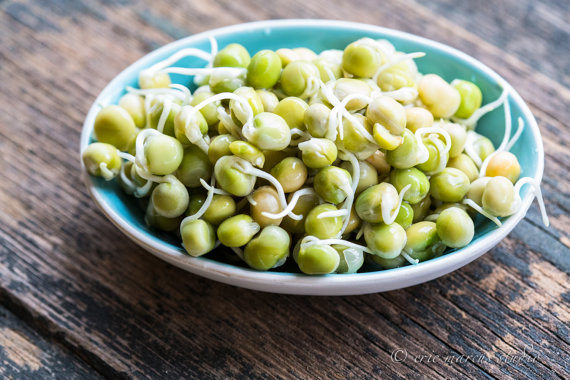 Gói 100g Hạt Giống Rau Mầm Đậu Hà Lan_ Thế Giới Rau Mầm