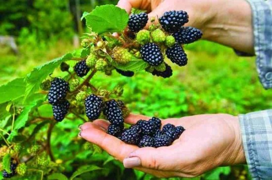 Chậu cây giống trái mâm xôi Đen - Phúc Bồn Tử (BlackBerry)