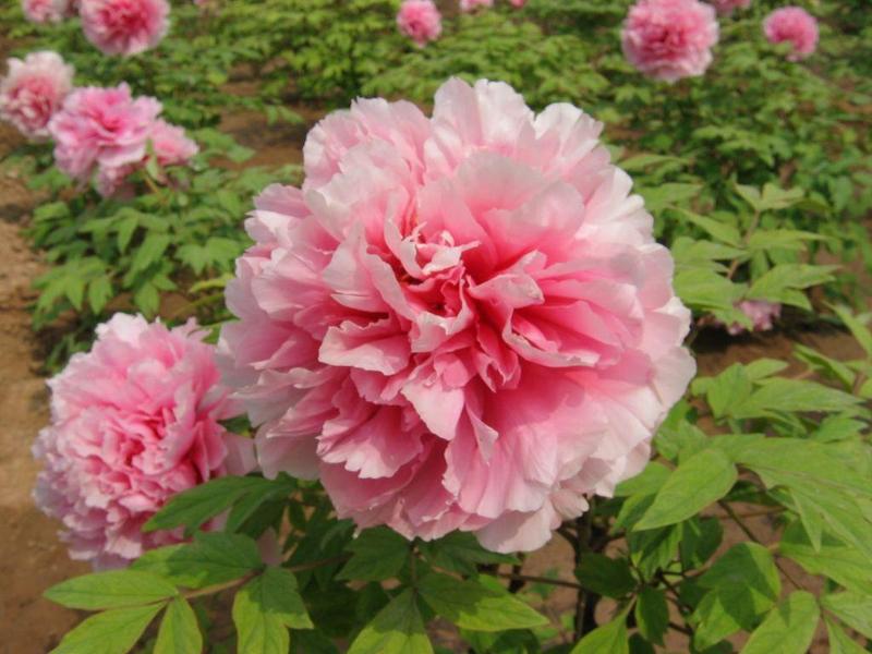 Gói 5 Hạt Giống Hoa Mẫu Đơn Nhiều Màu- NanuSeeds