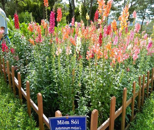 Gói 100 hạt giống hoa mõm sói nhiều màu