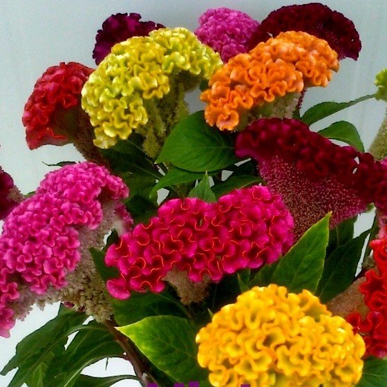 Gói 30 hạt giống mồng gà búa nhiều màu