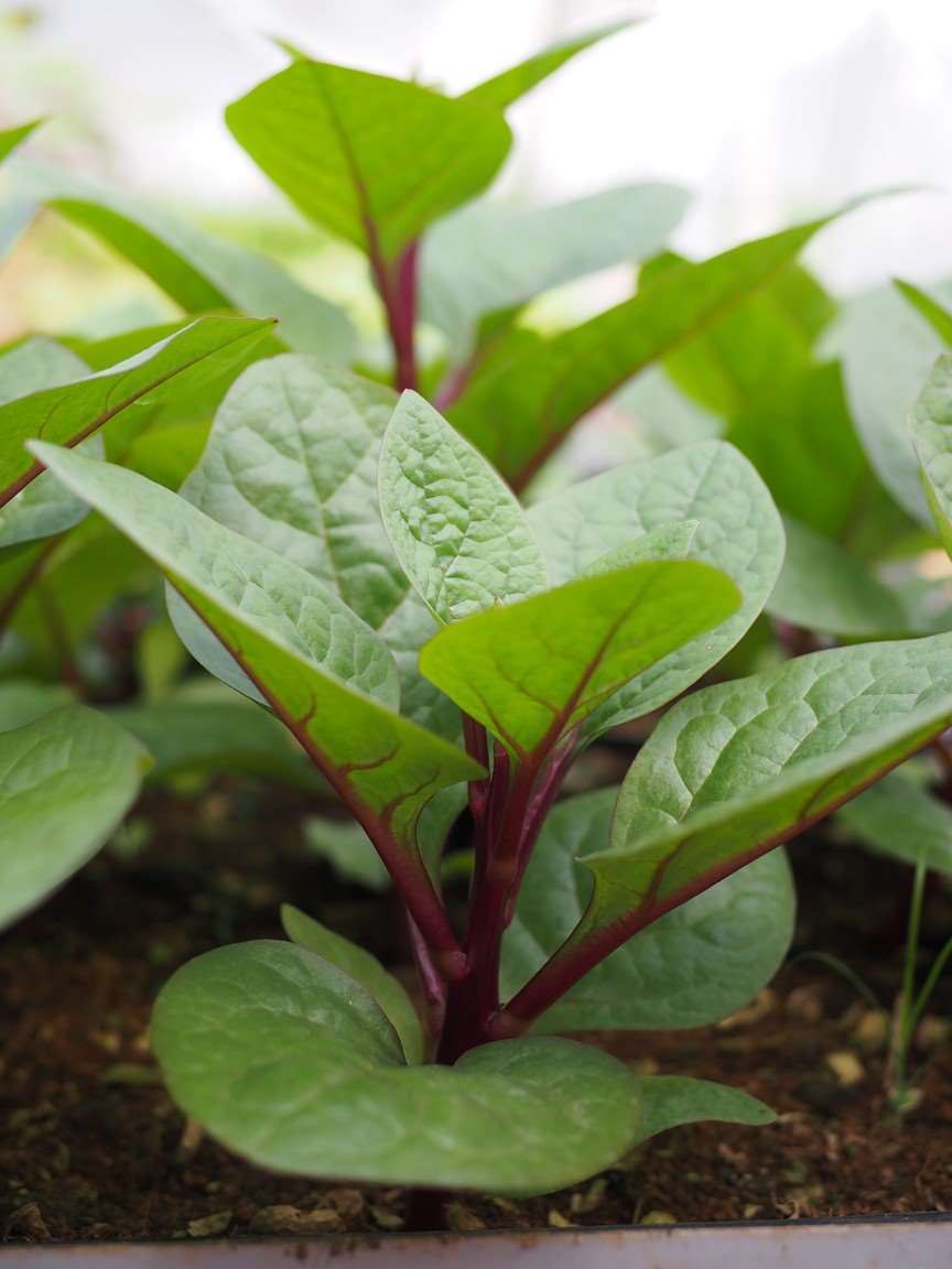 Gói 1kg hạt giống Mồng Tơi Cao Sản