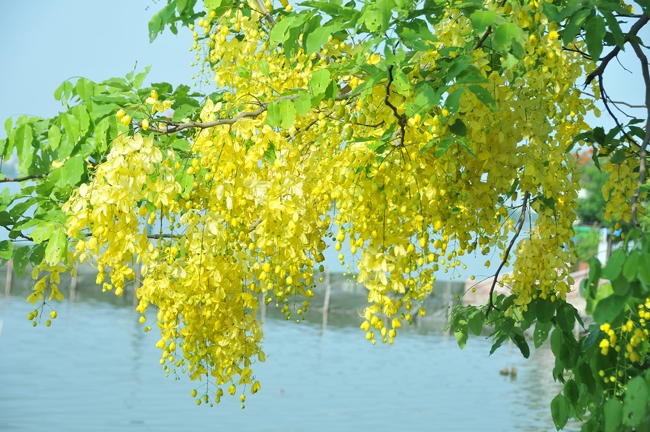 Cây giống muồng hoàng yến, cây Osaka vàng trồng bóng mát cho hoa màu vàng đẹp
