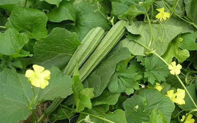 Gói 1g hạt giống mướp khía Thái Lan F1 SV 29