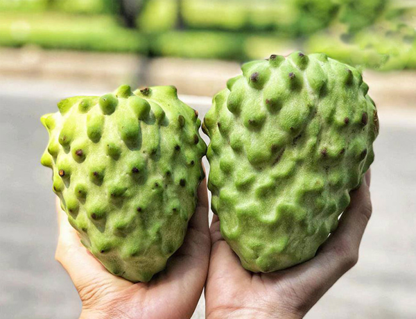 Cây giống Mãng Cầu - Na dứa Đài Loan cho quả to, thịt dai, hương vị thơm ngọt mềm