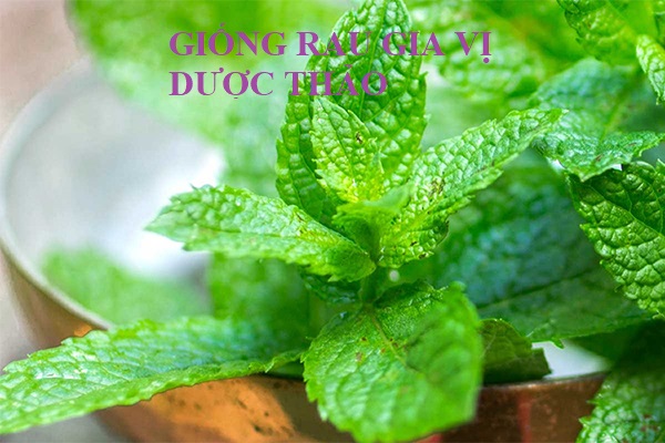 Gói 0.2g hạt giống bạc hà Âu (húng lủi)