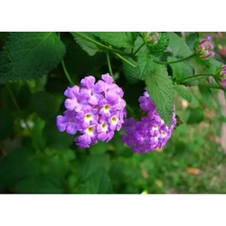 Chậu cây hoa Ngũ Sắc Tím đang nụ hoặc đang hoa - Cây Trâm Ổi - Cosmos Bipinnuatus