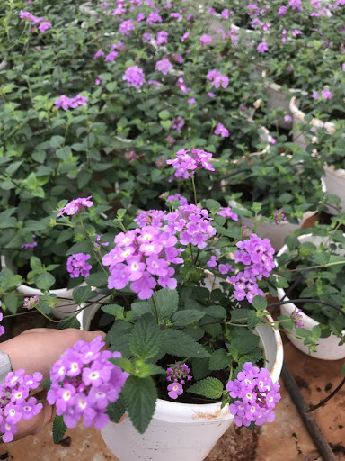 Chậu cây hoa Ngũ Sắc Tím đang nụ hoặc đang hoa - Cây Trâm Ổi - Cosmos Bipinnuatus