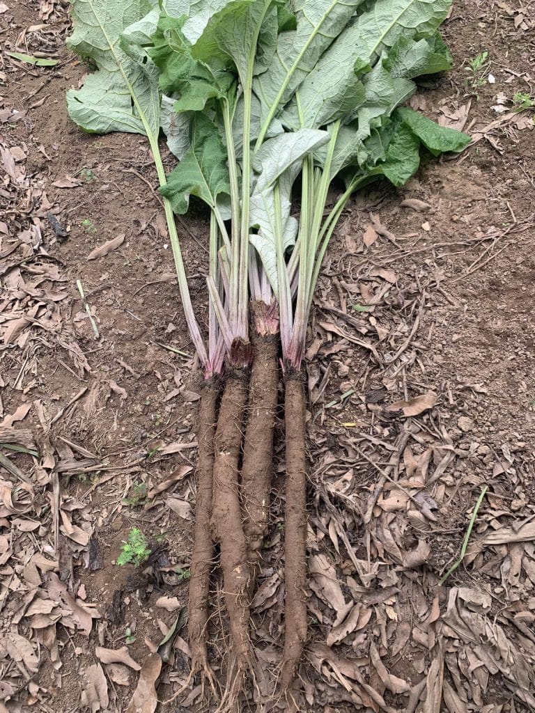 Gói 10  hạt giống Ngưu Bàng