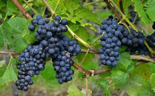 Cây giống NHO ĐEN không hạt trái tròn